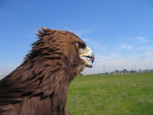 Mini-Me surveying the field