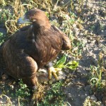 JH and his jack rabbit