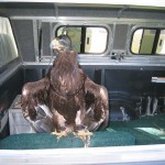 A tired young eagle
