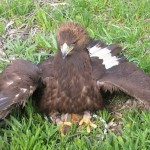 Mini-Me on bagged rabbit