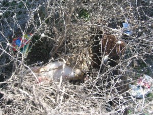 MM is in there somewhere on his rabbit